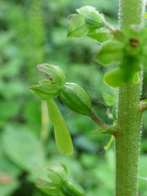 Listera ovata